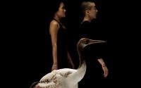 Light Bird - Critique sortie Danse Paris Théâtre national de Chaillot