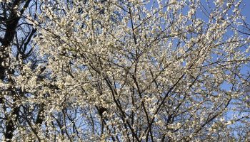 Alors quel printemps ? Et quel été ? - Critique sortie Théâtre