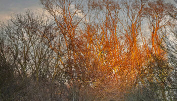 Le compositeur Nicolas Frize propose deux nouvelles œuvres in situ : une déambulation musicale en pleine nature dans le Parc départemental du Sausset et un hommage à Michel Foucault - Critique sortie Classique / Opéra Aulnay-Sous-Bois