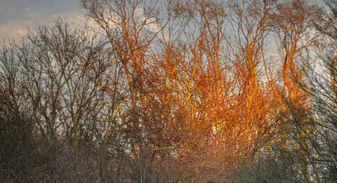 Le compositeur Nicolas Frize propose deux nouvelles œuvres in situ : une déambulation musicale en pleine nature dans le Parc départemental du Sausset et un hommage à Michel Foucault - Critique sortie Classique / Opéra Aulnay-Sous-Bois